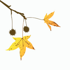 Minimal autumn leaf vector illustration featuring yellow sweetgum leaves and seed pods on a clean white background, perfect for seasonal designs, posters, branding, packaging, and nature-themed visual
