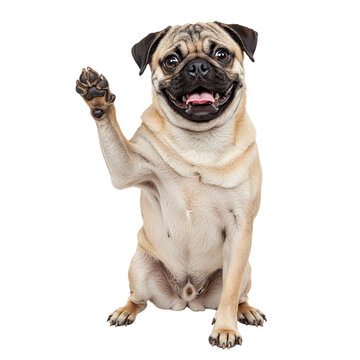 Happy pug dog waving paw isolated on transparent background