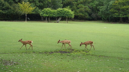 The cute deer live freely in the park of the Japan
