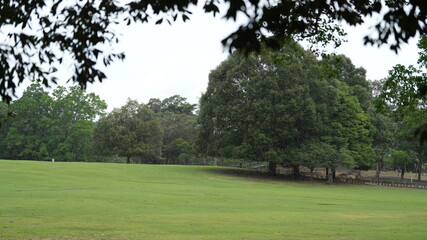 The quiet and beautiful park view with the green big old tree in the rainy day