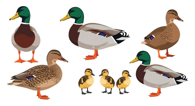 Mallard ducks family in various standing poses, including a vibrant male, a subtle female, and several small ducklings, illustrated in a modern flat 2D vector style on a clean white background.
