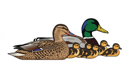 Obraz premium Mallard duck family group, featuring adult ducks and their adorable ducklings walking together in a colorful flat 2D vector illustration isolated on a clean white background.