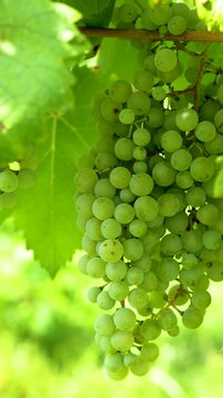 Vertical shoot of grapes for white wine on a grapevine in an Italian vineyard in summer