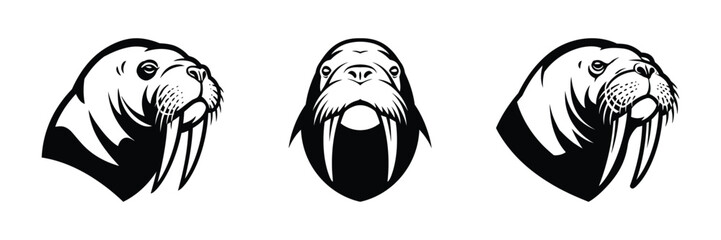 Walrus Head Illustrations Arctic Marine Mammal Imagery
