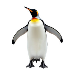 King penguin standing upright isolated on transparent background