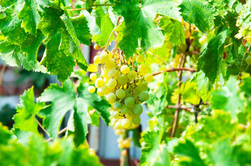 Big yellow grapes in the vineyard. the concept of growing grapes. wine making illustration. big grapes in the garden