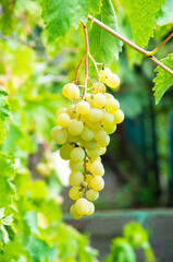Big yellow grapes in the vineyard. the concept of growing grapes. wine making illustration. big grapes in the garden