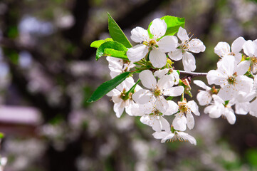apple white blossom on a tree. the concept of a good harvest of apples. a blossoming young tree in the garden	