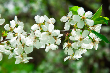 apple white blossom on a tree. the concept of a good harvest of apples. a blossoming young tree in the garden	