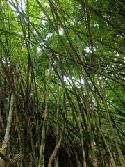 Looking Up Through Tall, Vertical Bamboo Stalks in a Tropical Setting