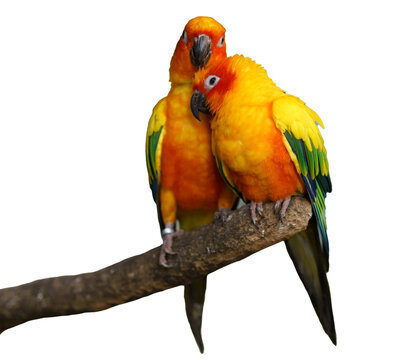 Two vibrant sun conure parrots perched closely on a branch. Their colorful plumage of yellow, orange, green, and blue is striking against. Isolated studio shot.