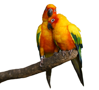 Two vibrant sun conure parrots perched closely on a branch. Their colorful plumage of yellow, orange, green, and blue is striking against. Isolated studio shot.