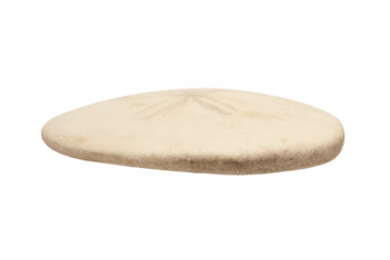 Sand dollar skeleton showing marine life and beach nature object with delicate details on transparent background