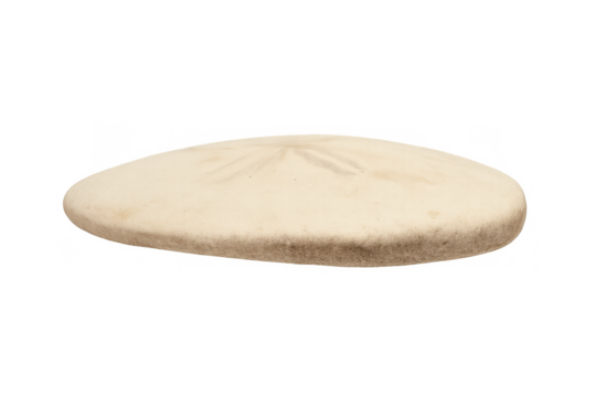 Sand dollar skeleton showing marine life and beach nature object with delicate details on transparent background