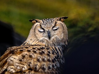 Europäischer Uhu mit geschlossenen Augen