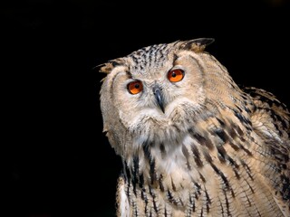 Europäischer Uhu vor schwarzem Hintergrund