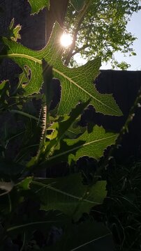 green fern leaves. green leaves of a plant against the sun. leaves against the sunset. leaves of a plant in the sun in the garden