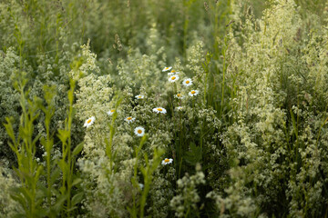 summer mixed grass with daisies and other plants