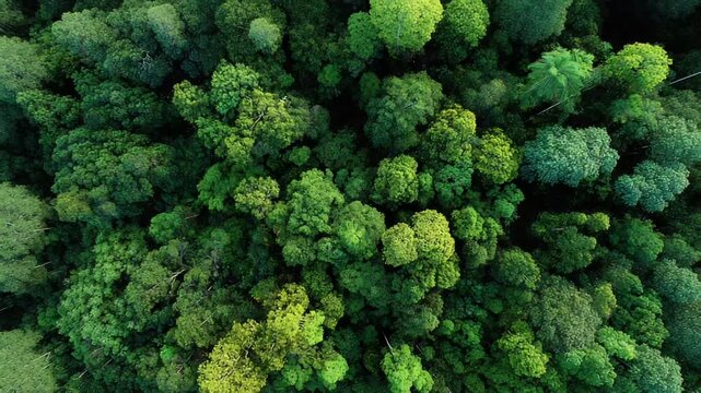 Lush green forest canopy aerial top view