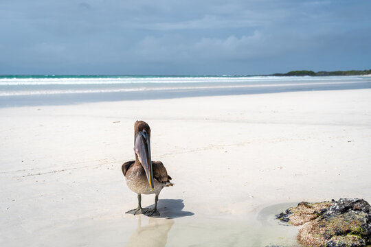 Brown pelican resting on rocks at Tortuga Bay, Galapagos islands, Ecuador