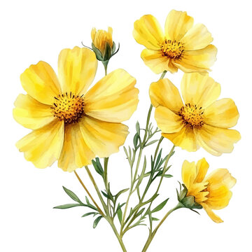 Coreopsis Flower, watercolor painting with colorful accents, isolated on a white background.