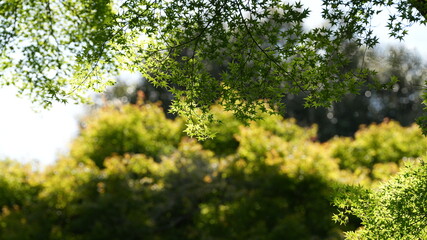 The green maple leaves with the warm sunlight in summer