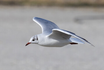 A Black Headed gull in non breeding (winter) plumage in flight. Close-up of a Chroicocephalus Ridibundus gull flying