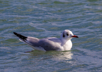 Close-up of a Black-headed gull (Chroicocephalus ridibundus), shown in its non-breeding or winter plumage swimming on the water