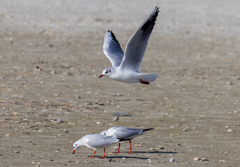 A Black Headed gull in non breeding (winter) plumage in flight. Close-up of a Chroicocephalus Ridibundus gull flying