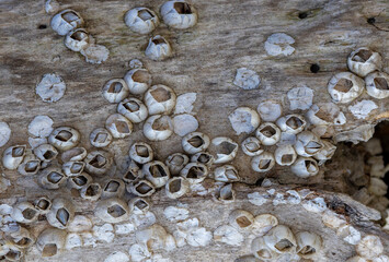 A cluster of acorn barnacles attached to a wooden surface