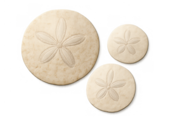 Sand dollars depicting star shapes, marine symbols representing beach, ocean, and tropical vacation themes on transparent background