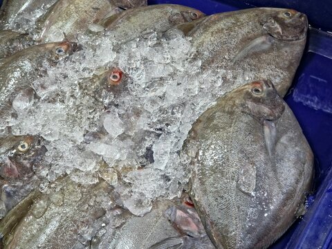 A pile of black pomfret fish on ice