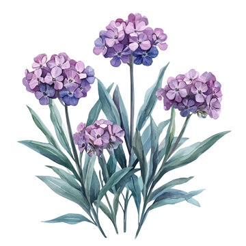 Candytuft Flower, watercolor artwork with intricate patterns and vibrant, isolated on a white background.
