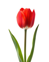 Fototapeta premium closeup of red tulip isolated on white or transparent png
