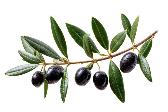 black olives on branch isolated on white or transparent png