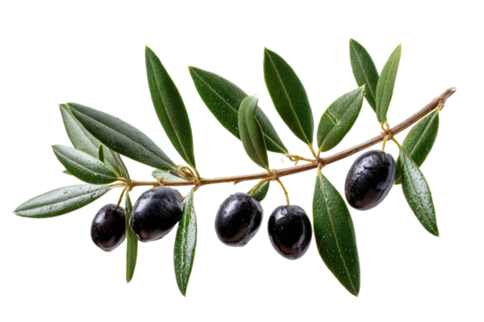 black olives on branch isolated on white or transparent png