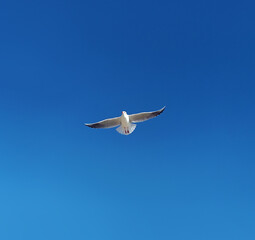 A seagull flying in the sky