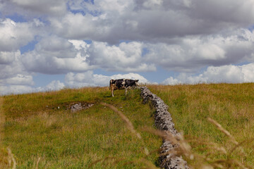 A Holstein cow by a dry stone wall in the Peak District hills under dramatic clouds. Rural farming landscape perfect for use as a background or nature-themed design.