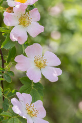 Kwitnąca dzika róża o jasnoróżowych płatkach, wiosenne kwiaty na zielonym tle. © Henryk Guziak