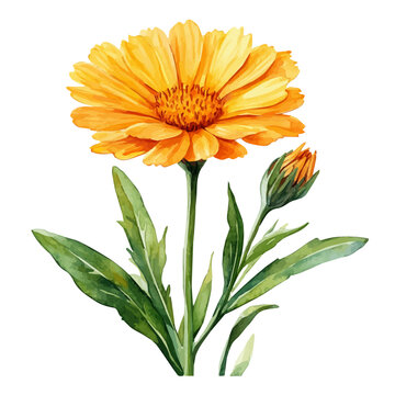 Calendula Flower, watercolor vector, isolated on a white background.