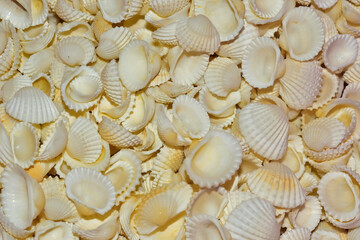 Natural White Seashell Texture Background