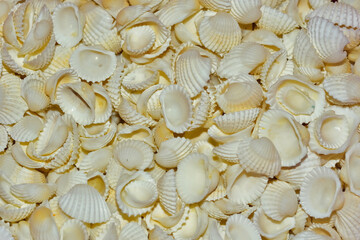 background of shells