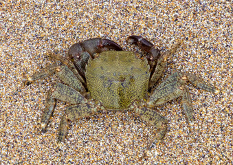 Close-up with a marbled rock crab (Pachygrapsus marmoratus) on sand