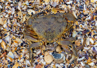 Close-up with a marbled rock crab (Pachygrapsus marmoratus) on sand