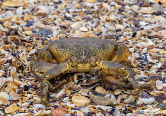 Close-up of a marbled rock crab (Pachygrapsus marmoratus), also known as a marbled crab on the sand