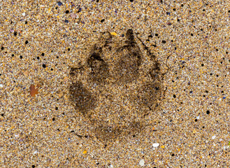 Close-up of a jackal's footprint on the sand