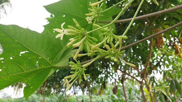 Papaya flowers (Carica papaya L) are a traditional herbal medicine ingredient.