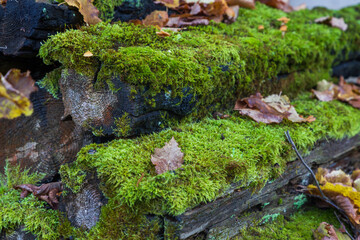 Macro close-up of old, decaying wooden logs completely covered with lush, vibrant green moss. The wood trunks show signs of weathering and dark discoloration, creating a dramatic contrast