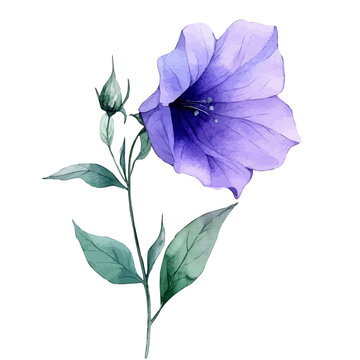 Bellflower Flower, watercolor clipart vector, isolated on a white background.