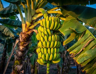 Close-up Artistic Shot of Unripe Banana Tree with Green Leaves in Tropical Plantation